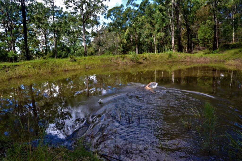 lake swim 1024x682